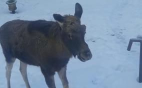 "Приют Белоснежки" в Ленобласти показал танцующего на снегу лося Стёпу