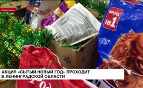 Акция «Сытый Новый год» проходит в Ленобласти