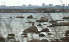 Фото: в Сосновом Бору заметили краснокнижного орлана-белохвоста