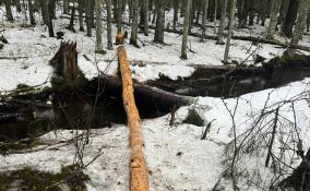 В деревне Тарайка бобры затопили дорогу