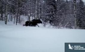 Пробирающегося по глубоким сугробам лося сняли в Нижне-Свирском заповеднике