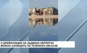 О дрейфующих на льдинах нерпятах можно сообщить по телефону 699-23-99