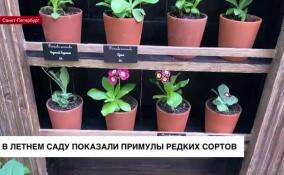 В Летнем саду показали примулы редких сортов