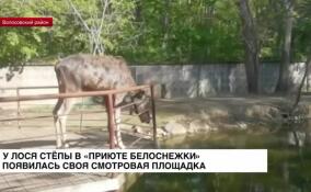 У лося Степы в «Приюте Белоснежки» появилась своя смотровая площадка