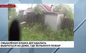 Смышленая кошка догадалась выбраться из дома, где вспыхнул пожар