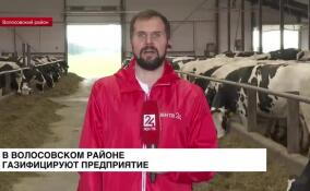 В Волосовском районе к природному газу подключают племенной завод «Гомонтово»