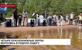 Четыре краснокнижные нерпы вернулись в родную Ладогу