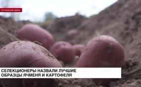 Селекционеры назвали лучшие образцы ячменя и картофеля