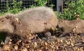 В Ленинградском зоопарке рассказали, какое животное оказалось самым популярным