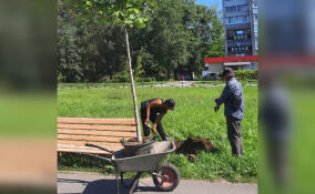 В Тихвине начали высаживать более 600 растений