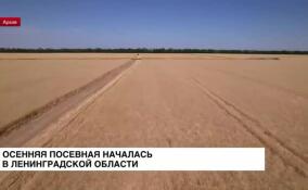 В Ленинградской области началась осенняя посевная