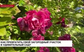 Жительница Приозерского района превратила свой загородный участок в удивительный сад