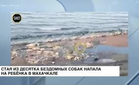 Стая из десятка бездомных собак напала на ребёнка в Махачкале