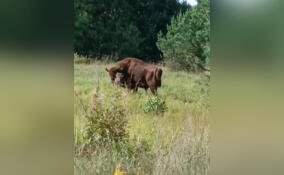 Домашние зубры сбежали от хозяина и бродят где-то в Ленобласти