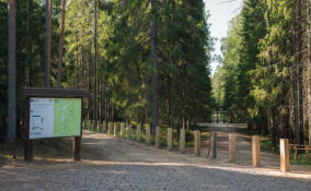 В Линдуловской роще пройдет бесплатная экскурсия по тропе «Лиственничная роща»