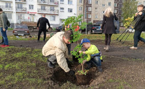 Каштановую аллею высадили на Аэродроме в Гатчине