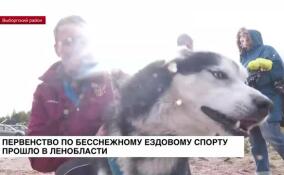 Первенство по бесснежному ездовому спорту прошло в Ленобласти