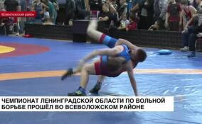 Во Всеволожском районе прошел чемпионат Ленинградской области по вольной борьбе