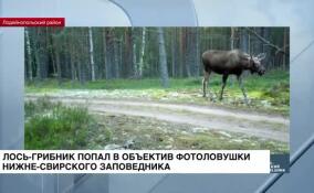 Лось-грибник попал в объектив фотоловушки Нижне-Свирского заповедника