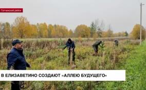 В Елизаветино создают «Аллею будущего»