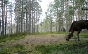 Павел Глазков поделился видео трапезы лосихи грибами во Всеволожском районе