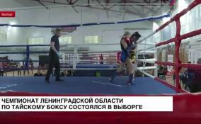 Чемпионат Ленинградской области по тайскому боксу состоялся в Выборге