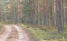 Самок глухаря в ярком наряде засняли в Лужском районе