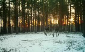 Не верящего в окончание брачного периода лося засняли во Всеволожском районе