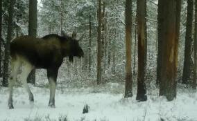 Лоси в Ленобласти готовятся сбросить рога