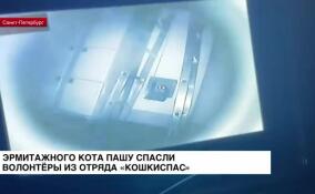 Эрмитажного кота Пашу спасли волонтеры из отряда «Кошкиспас»