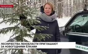 Лесничества Ленобласти приглашают за новогодними елками