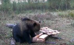 Очаровательный мишка из Бокситогорского района попал на видео