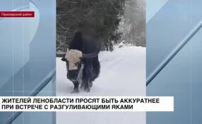 Жителей Ленобласти просят быть аккуратнее при встрече с разгуливающими яками