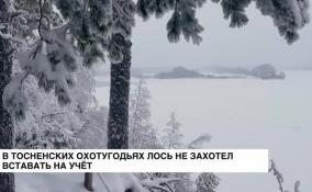 В тосненских охотугодьях лось не захотел вставать на учёт