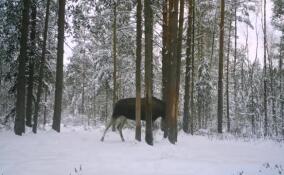 Во Всеволожском районе засняли злого рогатого лося