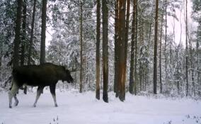 Принимающего снежный душ лося засняли во Всеволожском районе