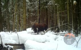 Лосиха с необычным окрасом попала в объектив камеры во Всеволожском районе