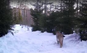 Рысь попала в фотоловушку Нижне-Свирского заповедника