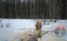 Любопытную красавицу-лисицу засняли во Всеволожском районе