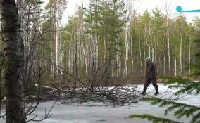 Две лосихи пришли подкрепиться в лесную столовую во Всеволожском районе