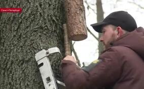 В День Матери-Земли в Педиатрическом университете запустили фонтан и повесили скворечники