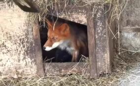 Сотрудники зоофермы «Приют Белоснежки» опубликовали новое видео с лисятами