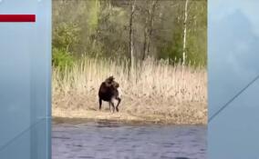 Крупный лось забрел в городскую черту в Приморском районе Петербурга