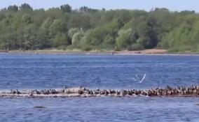 Огромную стаю куликов заметили на Финском заливе