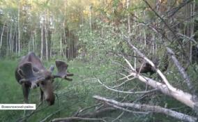 В лесах Всеволожского района появился взрослый лось с крупными рогами