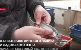 В акваториях Финского залива и Ладожского озера начался
ход корюшки: основную фазу путины ожидают на майские праздники