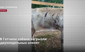 В Гатчине собаки загрызли
двухнедельных оленят