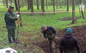 В парке Гатчины поисковики нашли останки 30 человек, погибших в годы Великой Отечественной