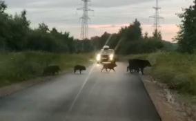 Стадо кабанов остановило движение на дороге у садоводства в Лупполово