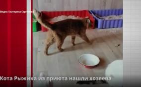 Кота Рыжика из приюта нашли хозяева